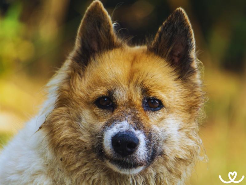 Plemeno-thai-bangkaew-dog (13)